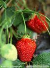 草莓价值/草莓的营养价值