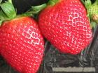 草莓主要有哪些营养价值