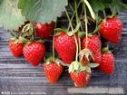 草莓的营养价值主要有哪些