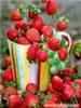 草莓的营养价值/吃草莓的好处/上海草莓采摘基地