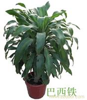 上海大型植物租摆