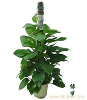 上海大型植物租摆价格