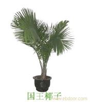 上海大型植物租摆-大型植物租摆