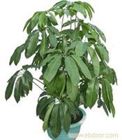 上海绿色植物租摆
