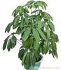 上海绿色植物租摆