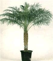 室内植物租摆