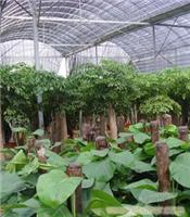 节庆活动展会用花