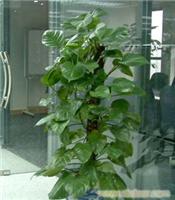 上海办公室植物租赁