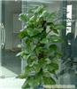 上海办公室植物租赁