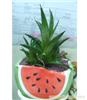 上海办公室植物租赁价格