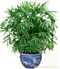 上海小型植物租摆