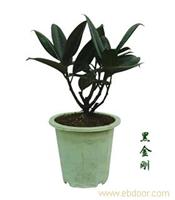上海绿化租赁