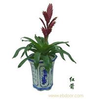 上海绿植租赁