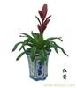 上海绿植租赁