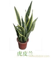 上海绿植租摆