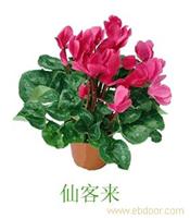 上海室内花卉