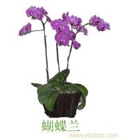 上海室内花卉批发