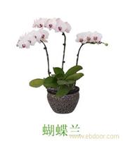 上海室内花卉专卖