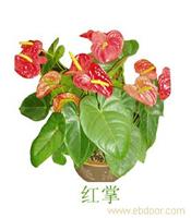 上海室内花卉租赁