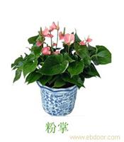 上海室内花卉租赁价格