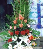 上海室内花卉租摆价格