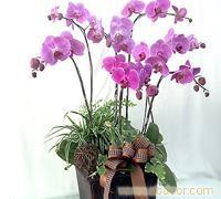 鲜花花篮价格