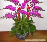 鲜花花篮批发