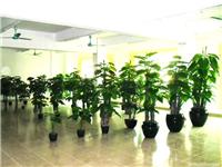 上海仿真植物