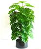 上海仿真植物批发价格