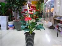 仿真树批发租摆