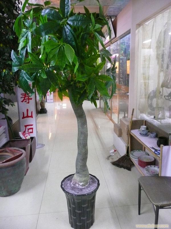 上海仿真植物公司