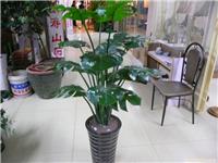 上海仿真植物批发厂