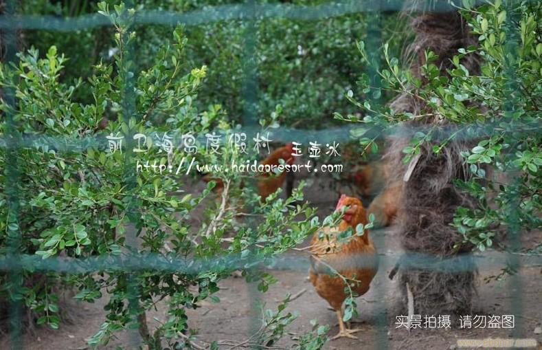 崇明农家乐-森林养殖场