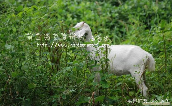 崇明农家乐-森林养殖场