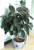 上海绿色植物租赁 上海绿化养护