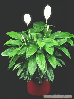 张江植物租赁公司 周浦花卉租赁价格 张江植物租赁价格 周浦植物租赁 花卉租赁电话13162680382