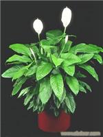张江植物租赁公司 周浦花卉租赁价格 张江植物租赁价格 周浦植物租赁 花卉租赁电话13162680382