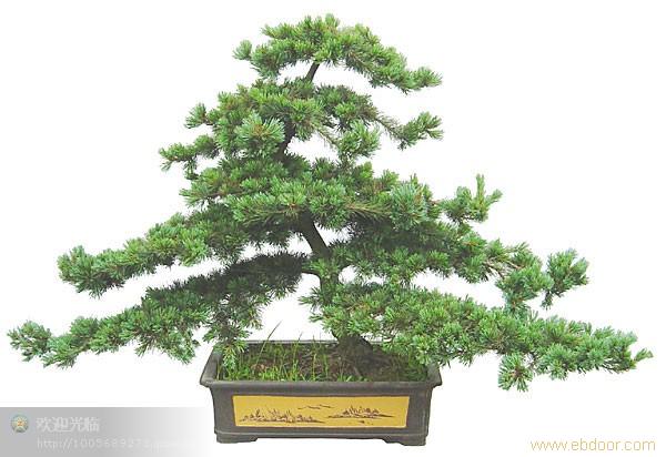 张江植物租赁公司 周浦花卉租赁价格 张江植物租赁价格 周浦植物租赁 花卉租赁电话13162680382