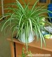 上海浦东张江植物租赁公司 上海浦东张江花卉租赁公司价格