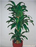 浦东花卉租赁/陆家嘴花卉租赁│张江花卉租赁公司│张江植物租赁电话18621745975 陆家嘴植物租赁