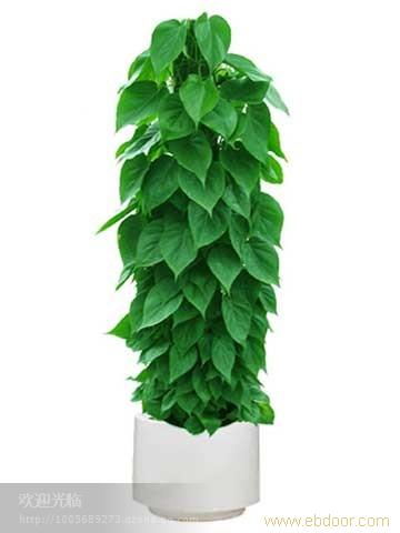 浦东花卉租赁/陆家嘴花卉租赁│张江花卉租赁公司│张江植物租赁电话18621745975 陆家嘴植物租赁