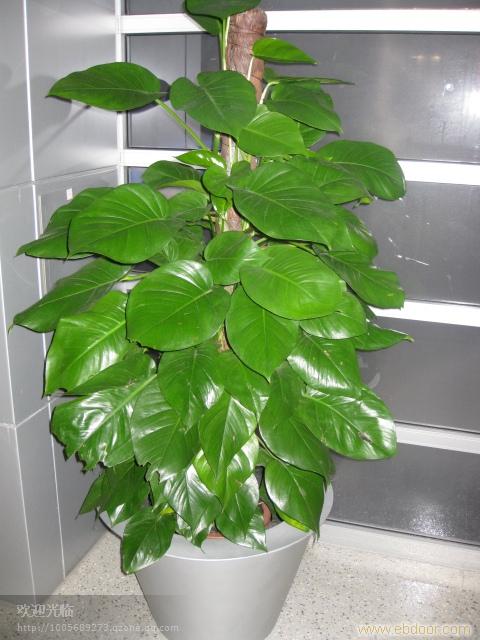 浦东花卉租赁/陆家嘴花卉租赁│张江花卉租赁公司│张江植物租赁电话18621745975 陆家嘴植物租赁