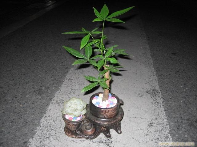 上海南汇植物租赁 上海南汇植物租赁公司