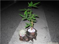 上海南汇植物租赁 上海南汇植物租赁公司
