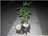 上海南汇植物租赁 上海南汇植物租赁公司