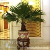 陆家嘴花卉租赁│张江花卉租赁公司│张江植物租赁电话18621745975 陆家嘴植物租赁