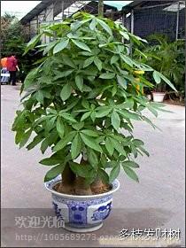 陆家嘴花卉租赁│张江花卉租赁公司│张江植物租赁电话18621745975 陆家嘴植物租赁