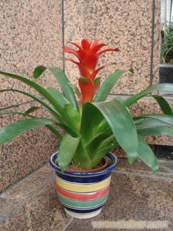 上海青浦植物租赁公司 上海浦东张江植物租赁公司