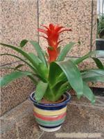 上海青浦植物租赁公司 上海浦东张江植物租赁公司