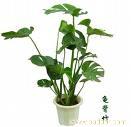上海浦东室内植物租赁 上海室内植物租赁价格